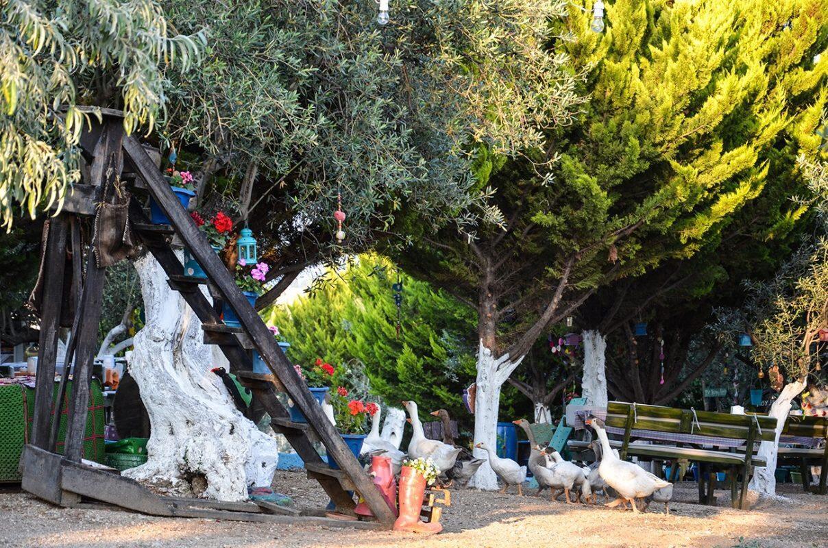 Kaymak Tepesi Tatil Evi Bed and Breakfast Küçükkuyu Eksteriør billede